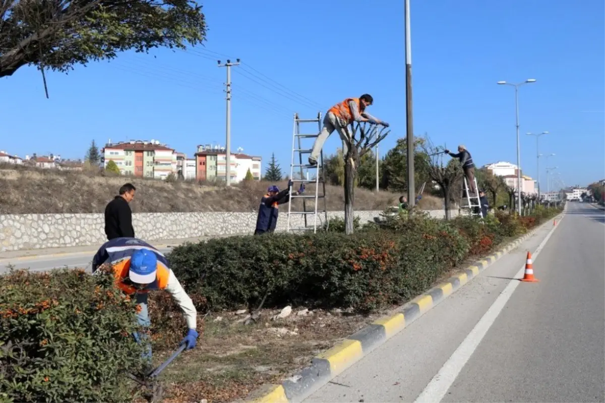 Safranbolu\'da ağaç budama çalışması