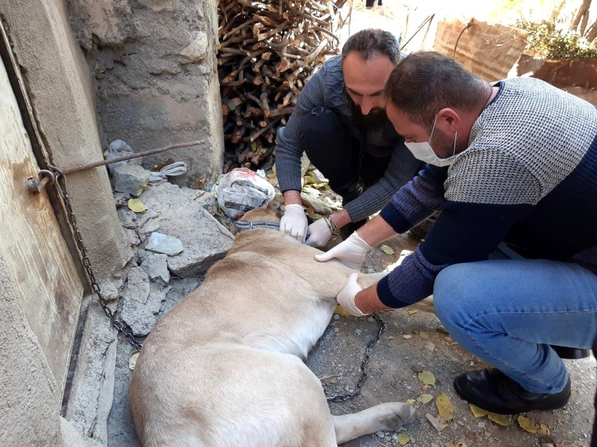 Yaralı kangal köpeği tedavi altına alındı