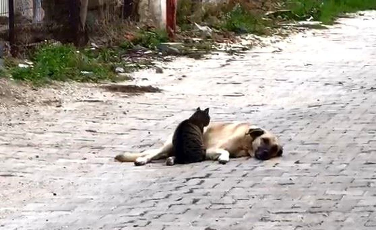Kedi ile köpeğin dostluğu