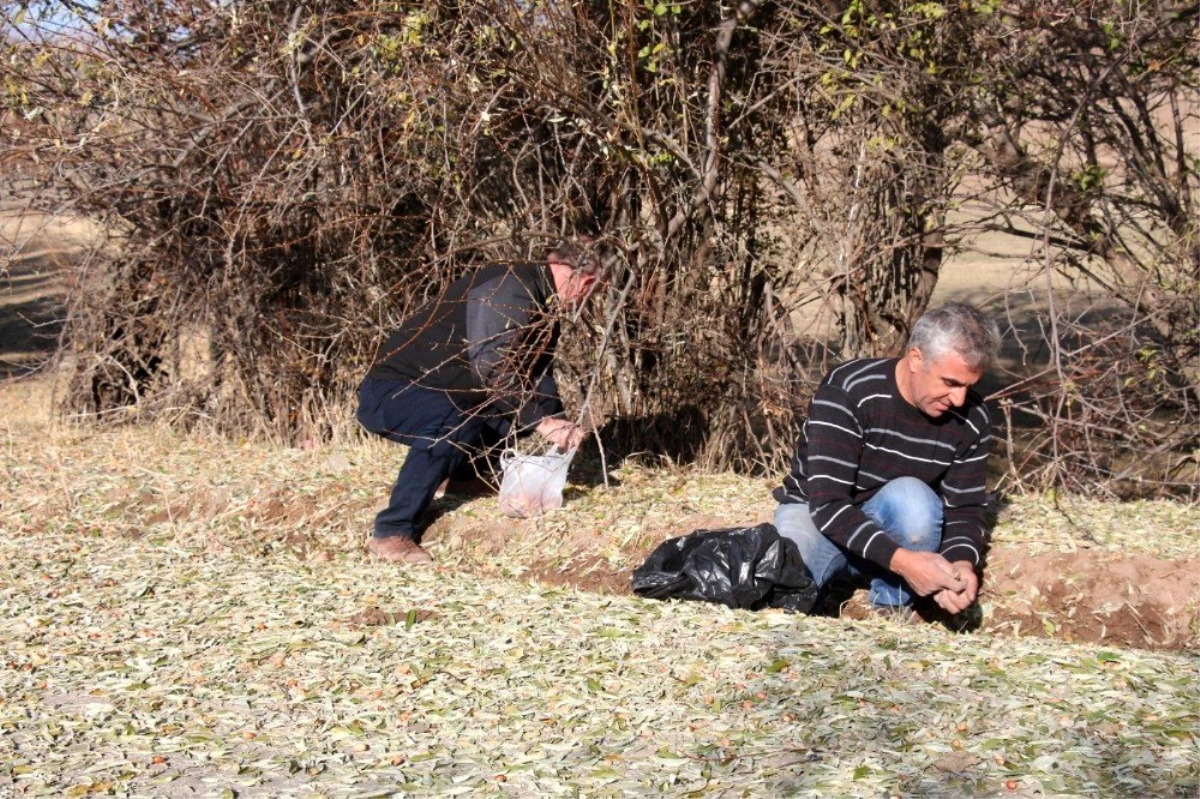 Kışlık meyve iğde toplanmaya başladı