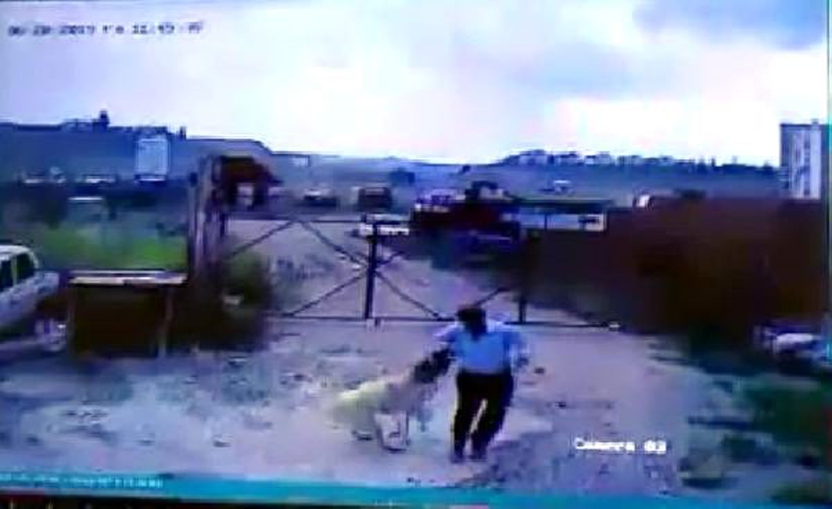 Köpeğin saldırdığı bekçiyi, başka bir köpek kurtardı
