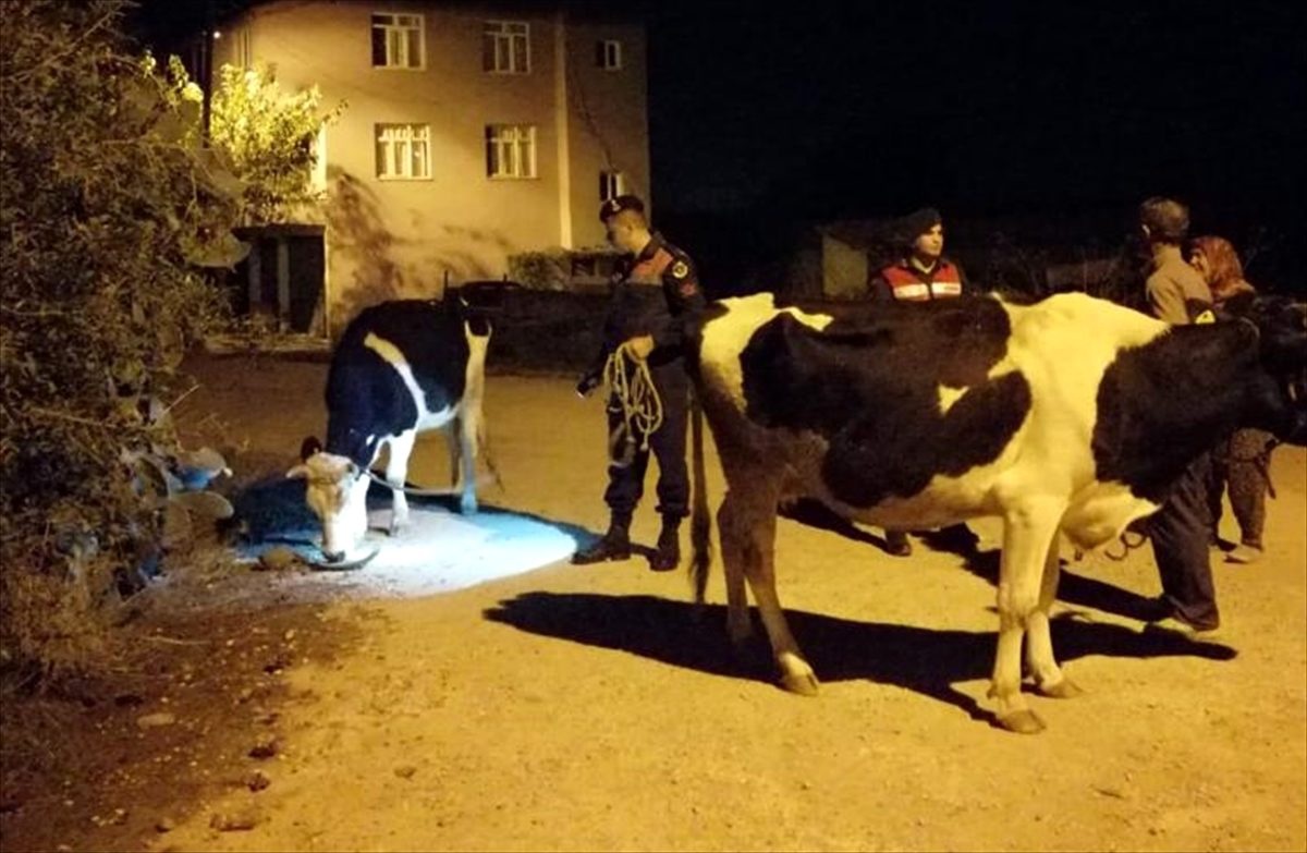 Manavgat\'ta kaybolan inekleri jandarma buldu