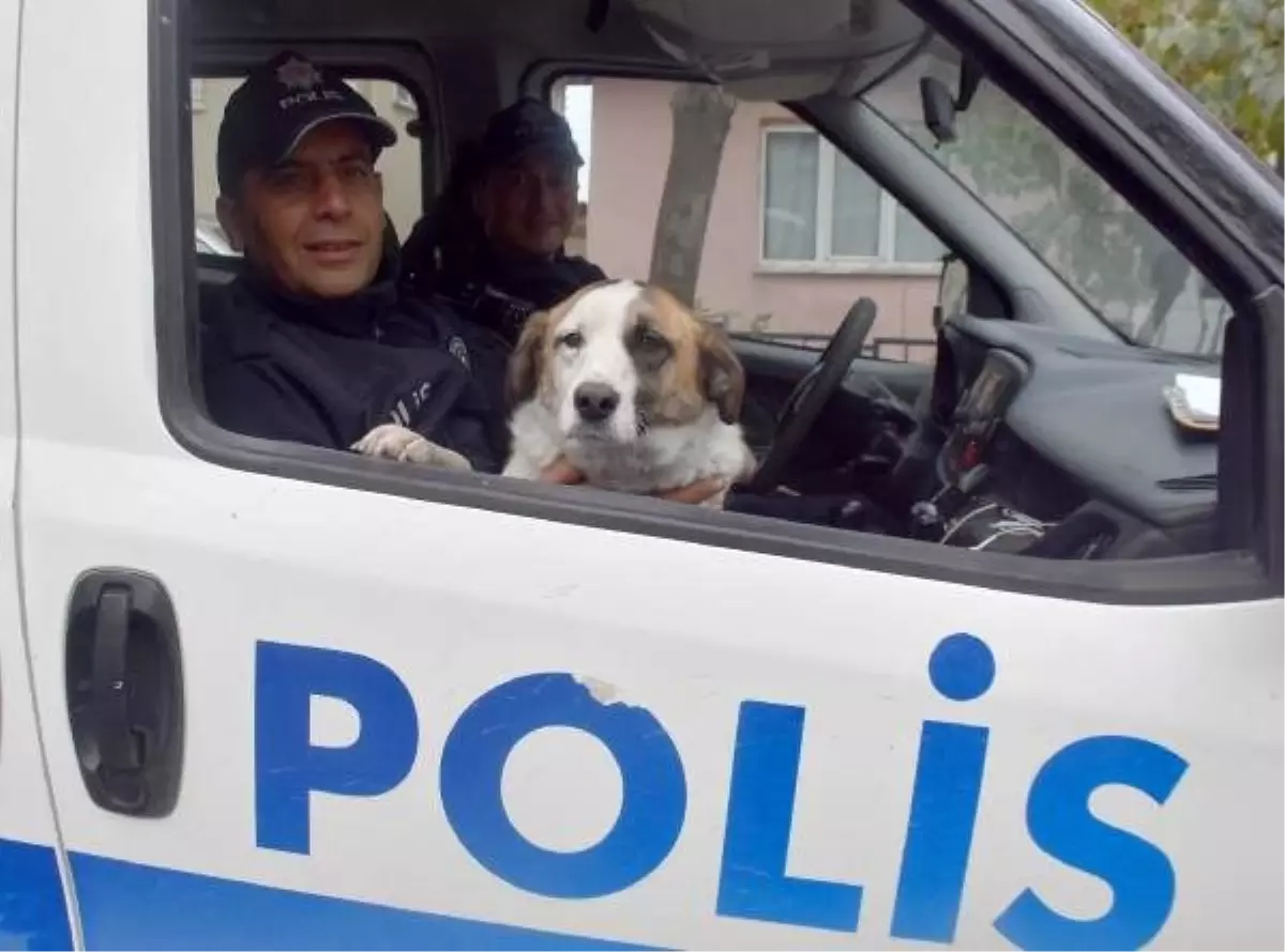 Polisin hayvan sevgisi