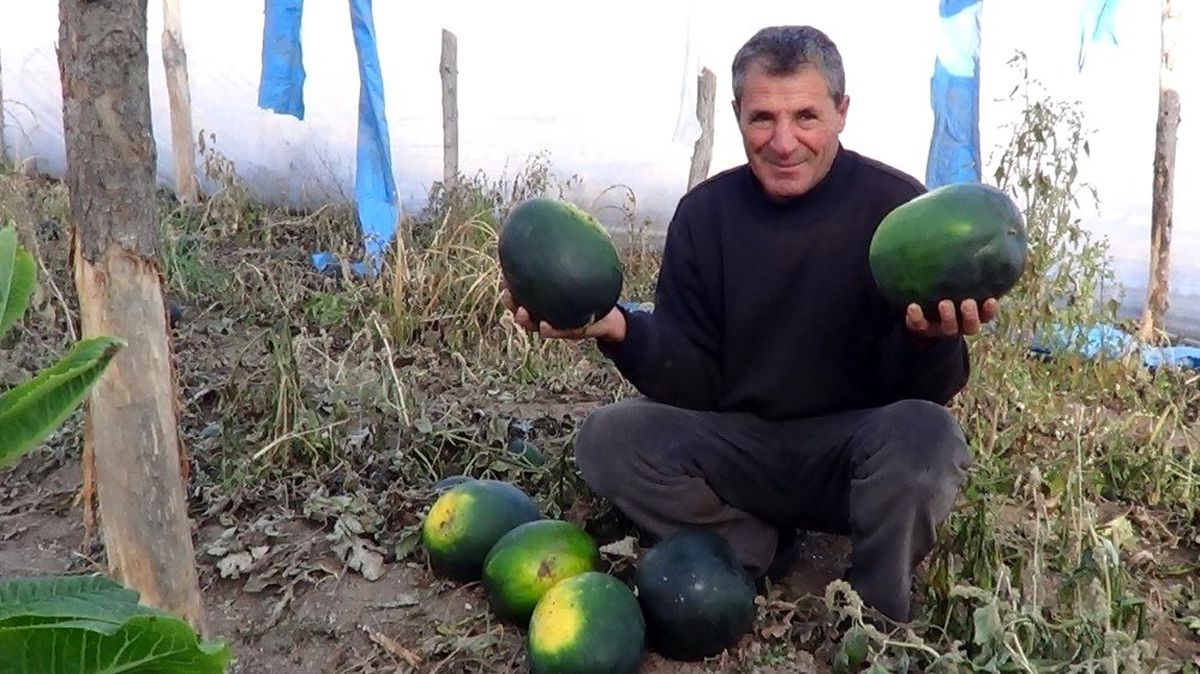 Sonbahar karpuzları hasat edildi