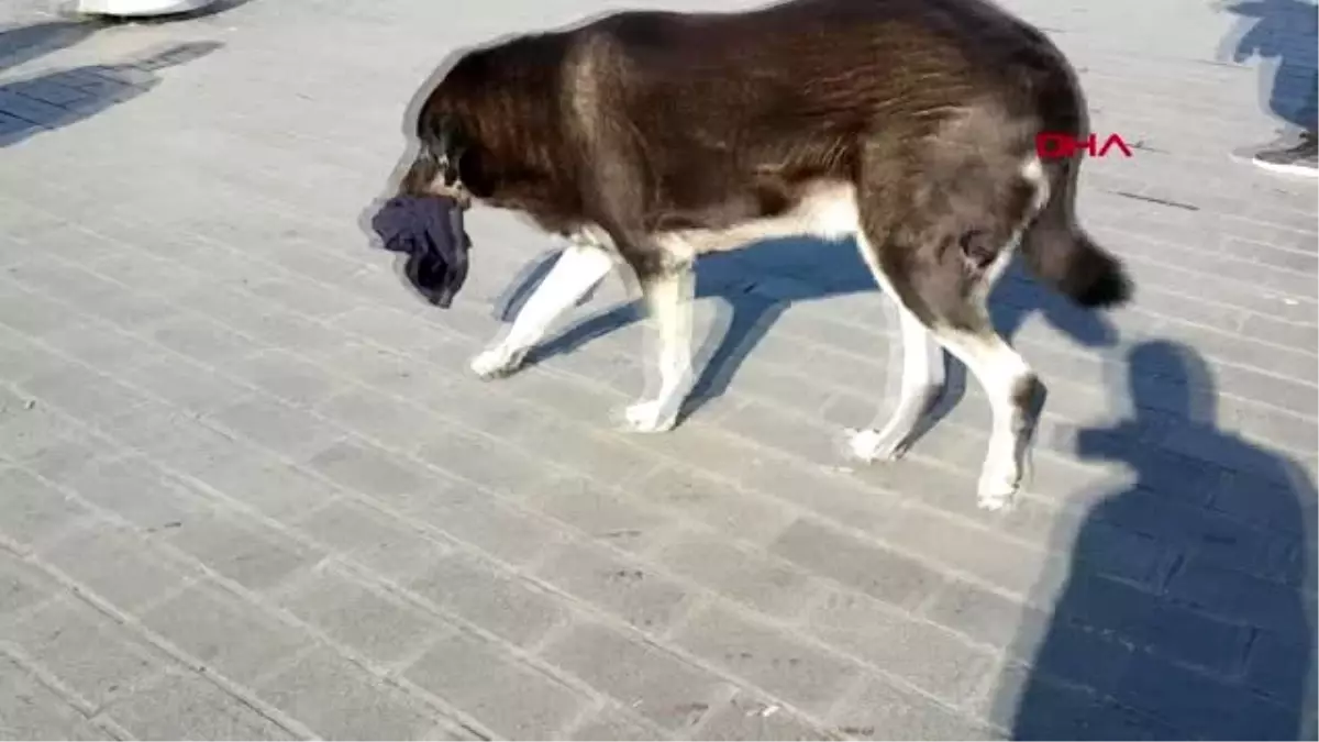 Taksim\'de aynı köpek yine ısırdı