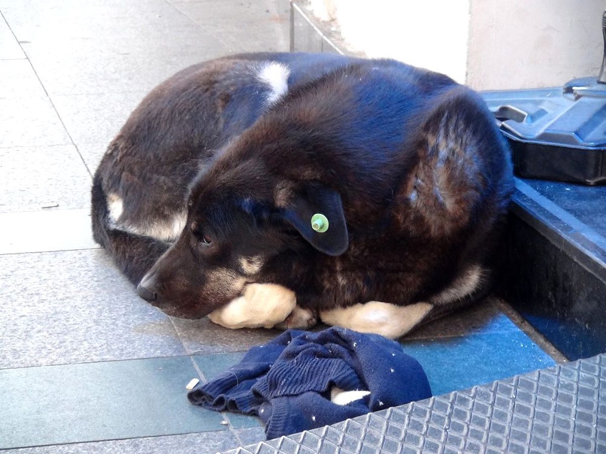 Taksim Meydanı\'nda sevdiği köpek tarafından ısırılan kadın kanlar içerisinde kaldı