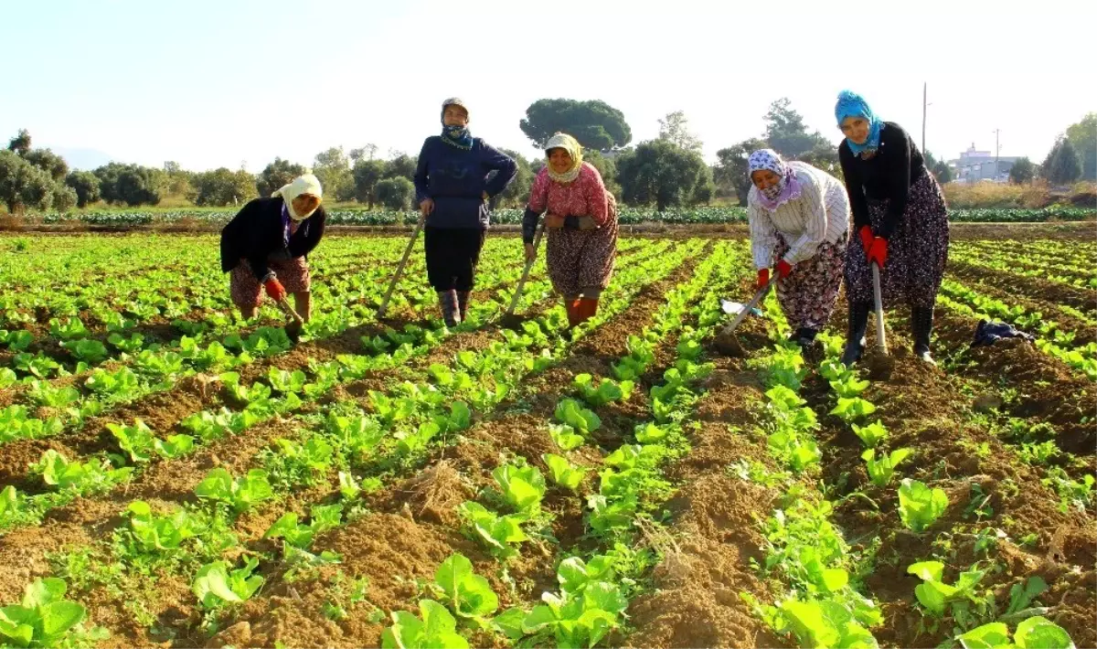 Aydın ovasında üretimin lokomotifi kadınlar