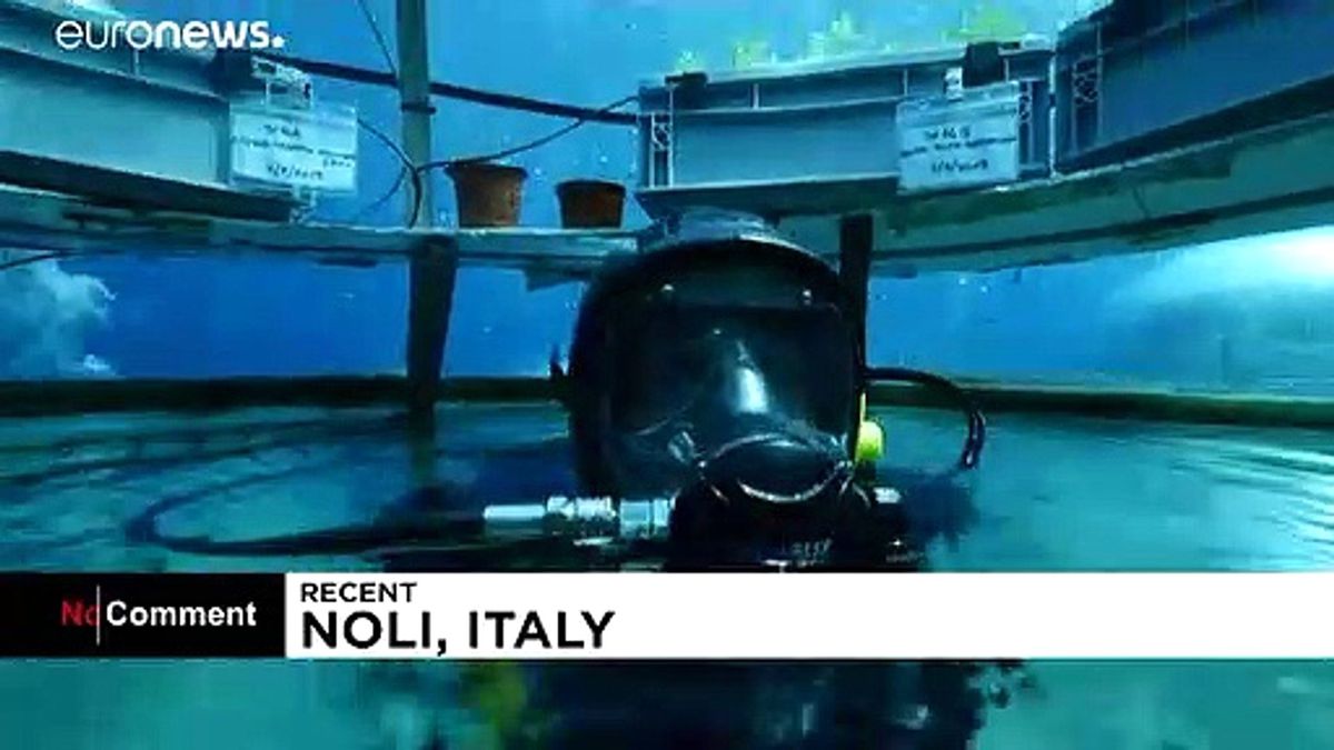 \'Deniz altı tarımı\' ile bitkiler normalden 2 kat daha hızlı yetişiyor
