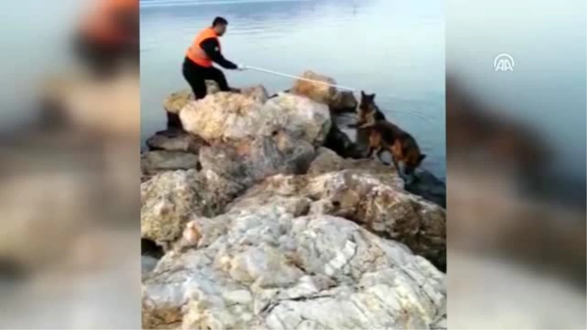 Denize düşen köpeği itfaiye kurtarıldı