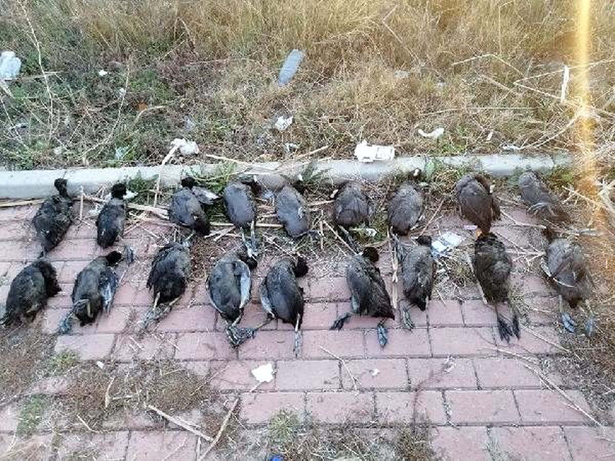 Kaçak sakar meke avına 13 bin lira ceza