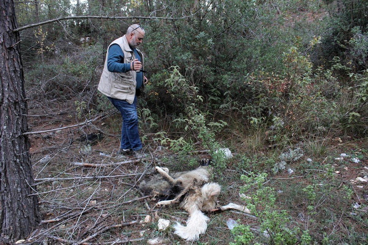 Kemer yaylalarına bırakılan köpekler ölüm kalım mücadelesi veriyor