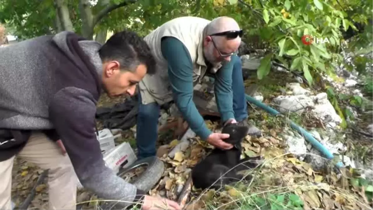 Kemer yaylalarına bırakılan köpekler ölüm kalım mücadelesi veriyor