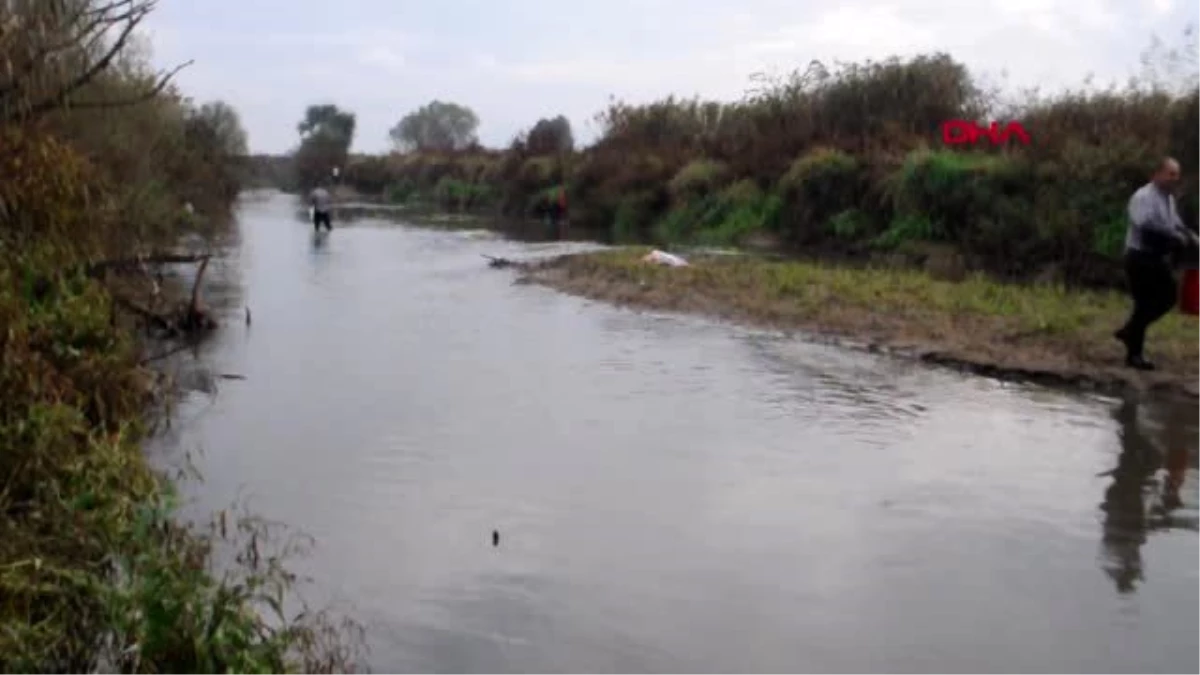 Manisa gediz nehri\'nde toplu balık ölümleri