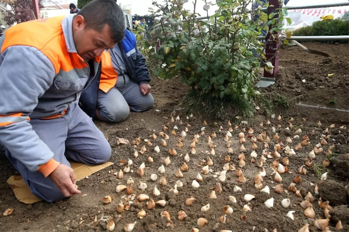 Sincan, bahara lalelerle merhaba diyecek