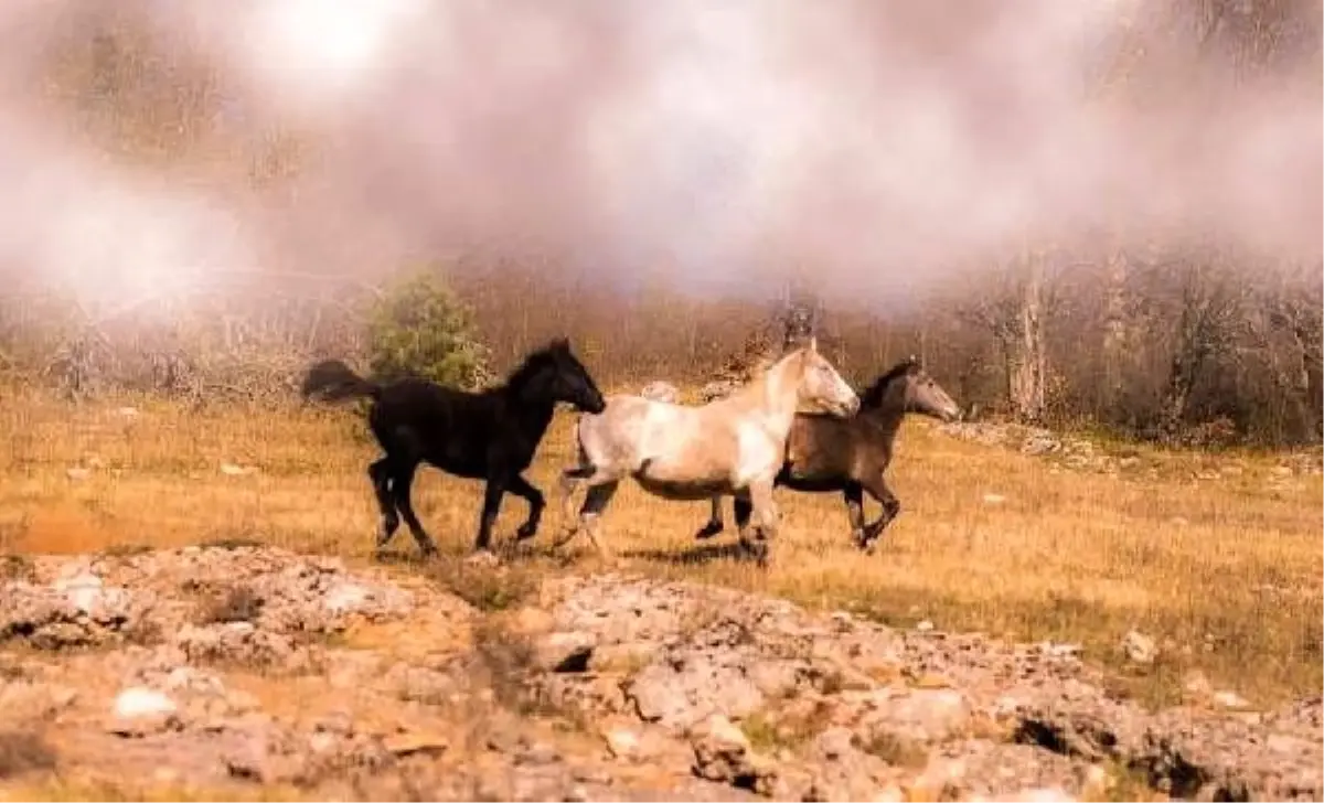 Yaylada yılkı atlarını fotoğrafladı