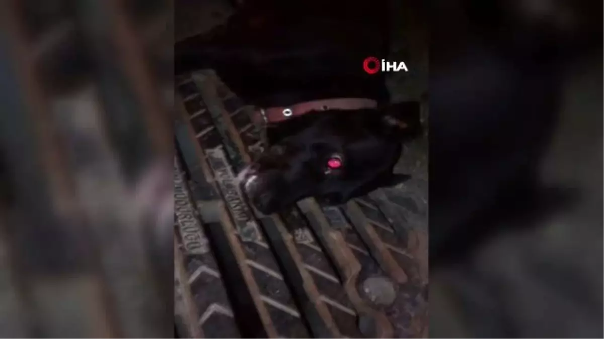 Çatalca\'da 18 sokak hayvanının zehirlenerek öldürüldü iddiası