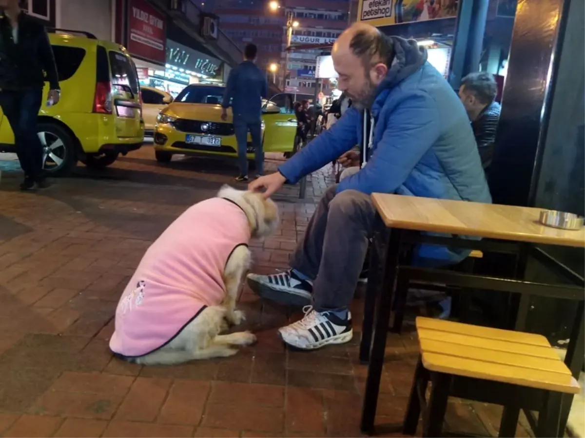 Donmak üzere olan köpeğe esnaftan şefkat eli