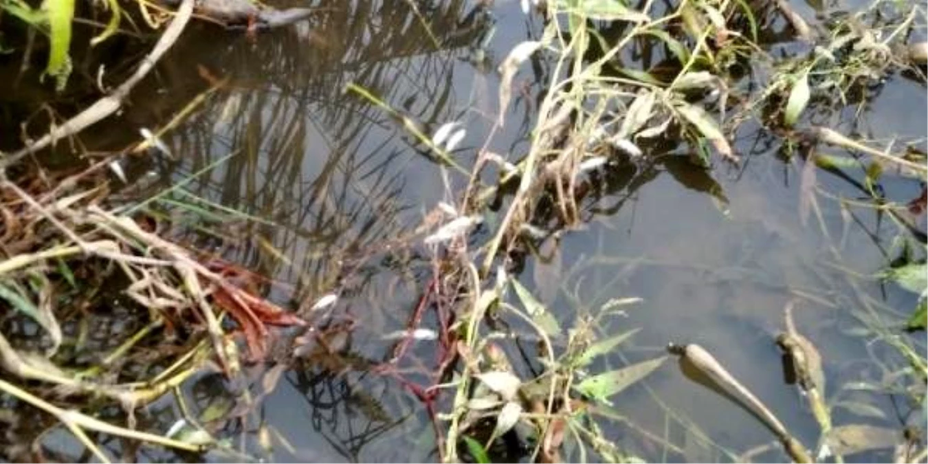 Gediz Nehri\'ndeki balık ölümleri araştırılıyor