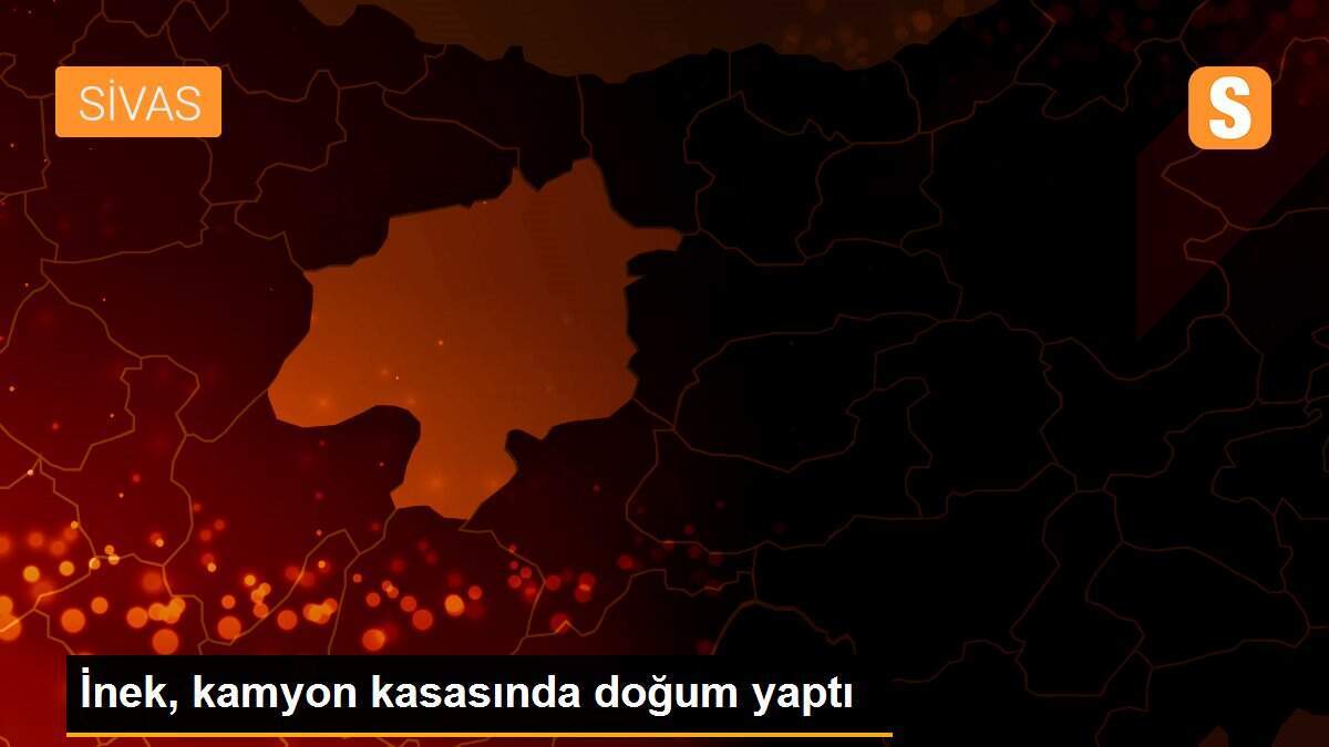 İnek, kamyon kasasında doğum yaptı