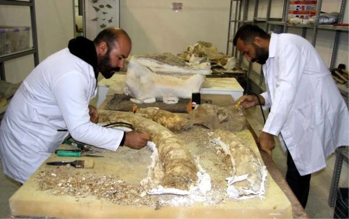 Kayseri\'de 2019\'da 105 fosil bulundu