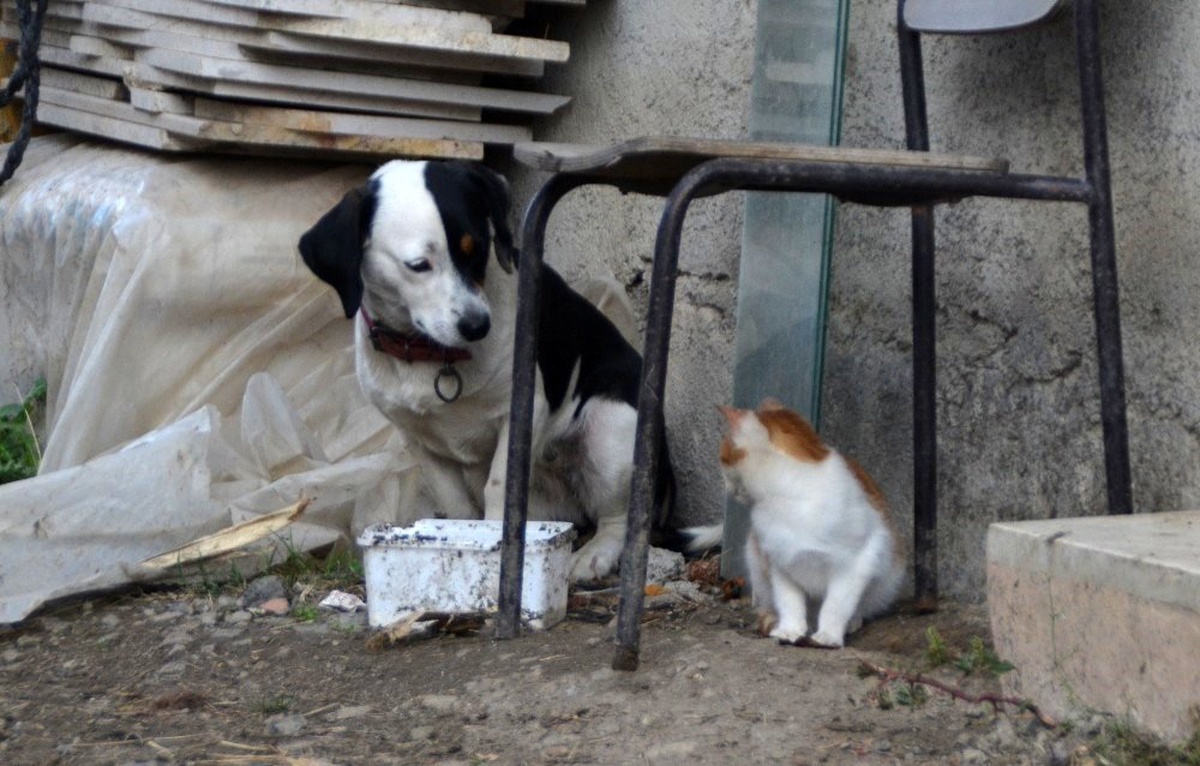 Köpek kediyi emzirip, annelik yapıyor