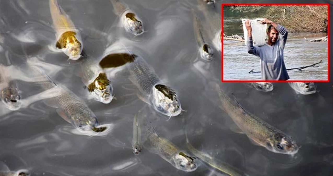 Manisa\'da yüzeye çıkan balıkları tutan vatandaşlara uyarı: Bu balıkları yemeyin