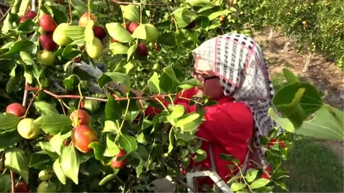 "Ölümsüzlük meyvesi" hünnaptan pekmez üretti