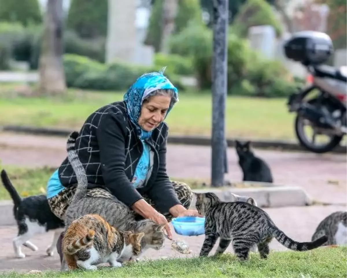 Parkta yaşayan 150 kediyi besliyor