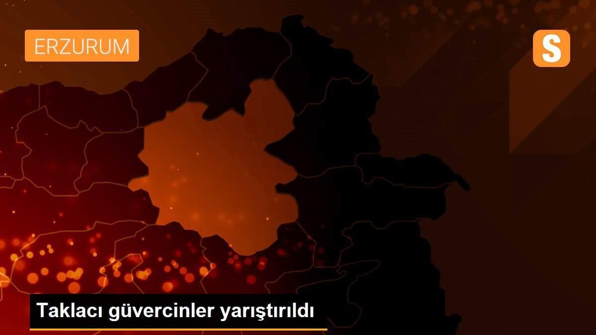 Taklacı güvercinler yarıştırıldı