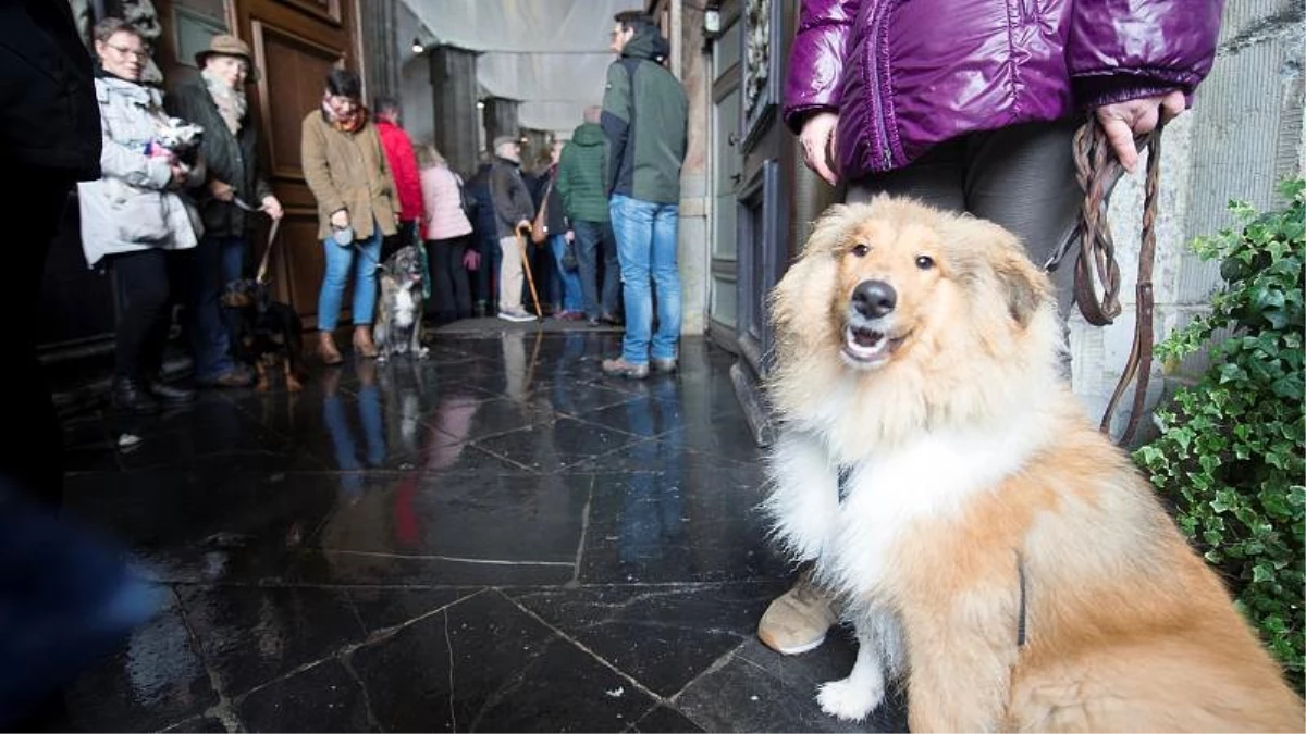 Araştırma: Köpek yaşını insan yaşına çevirmek için yeni formül geliştirildi