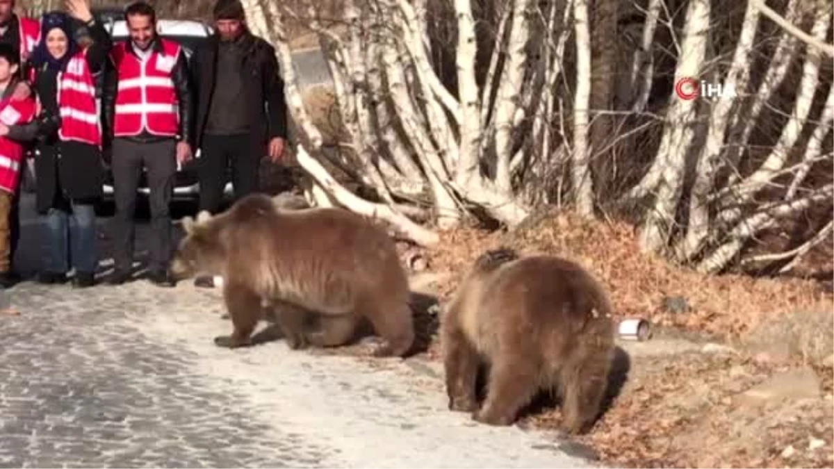 Bitlis\'in maskotu ayılar kavurmayla besleniyor