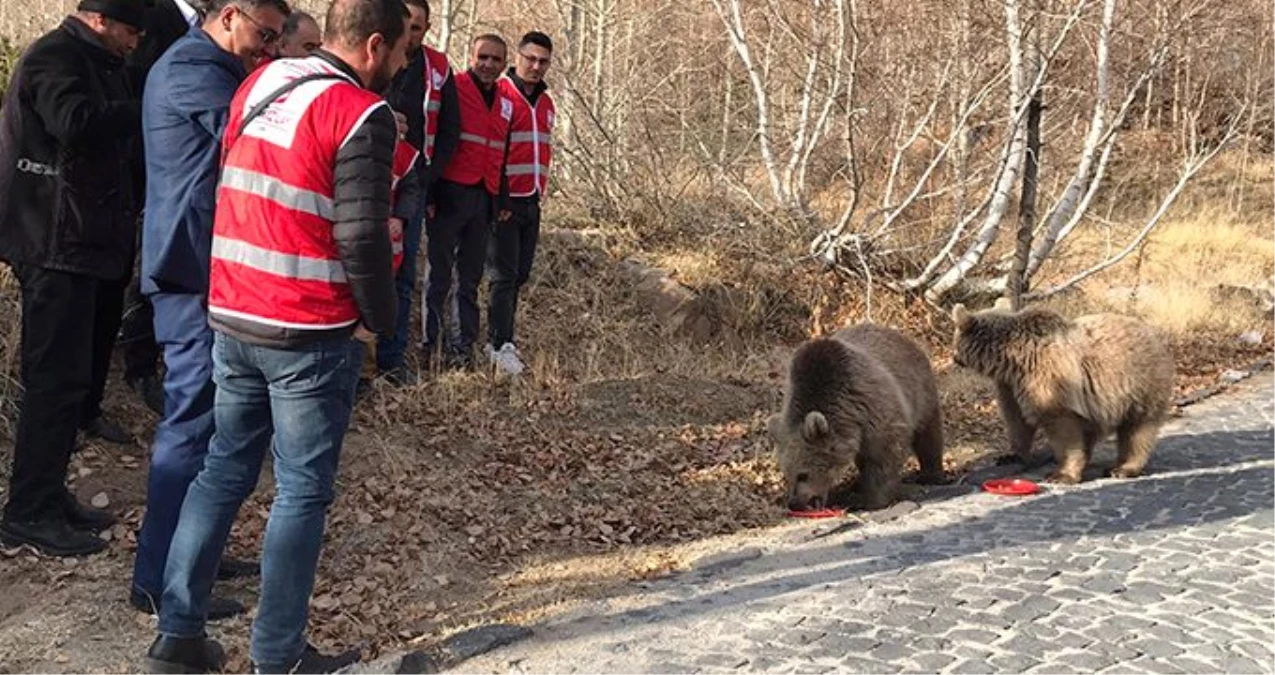 Bitlis\'in maskotu ayılar kavurmayla besleniyor
