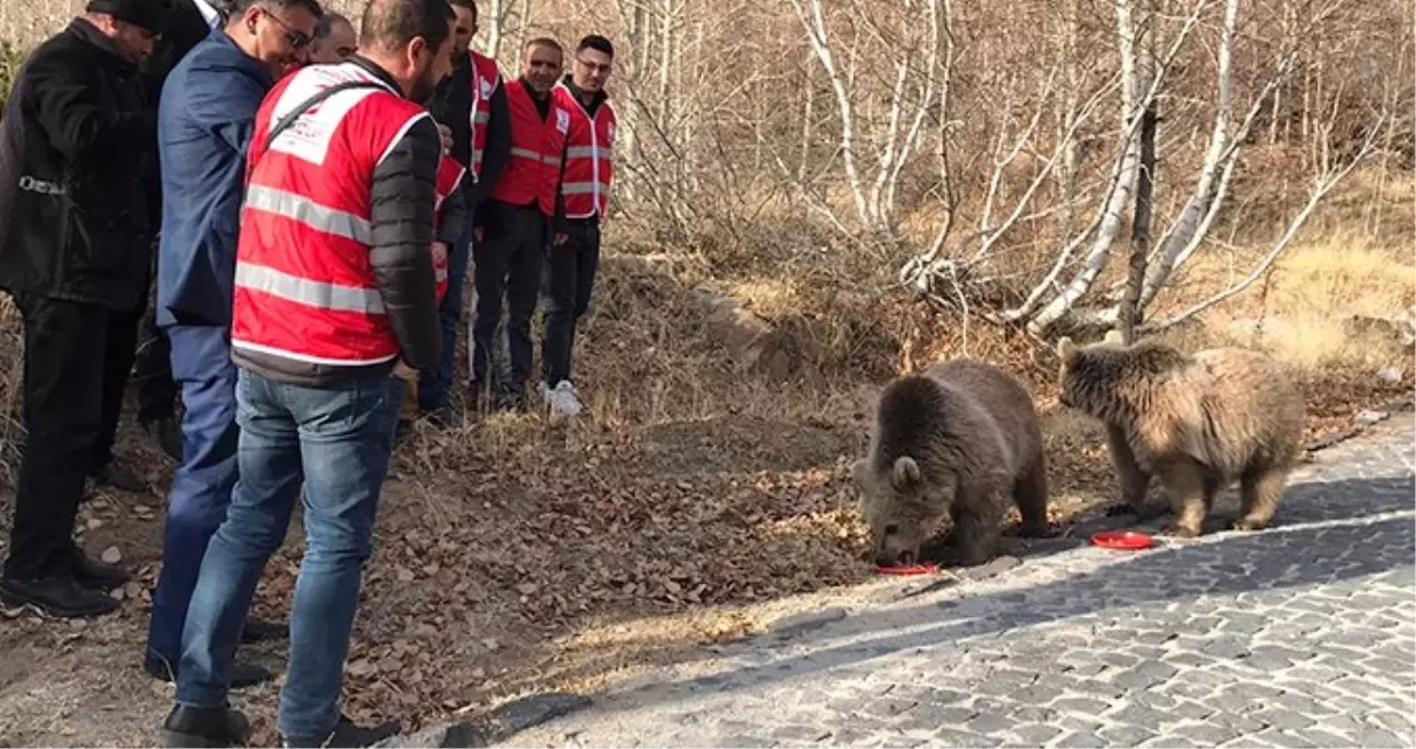 Bitlis\'in maskotu ayılar kavurmayla besleniyor