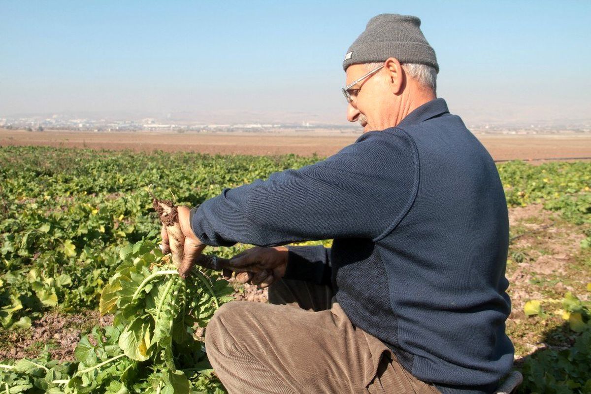 Su çekildi, nehir kenarında tarım başladı