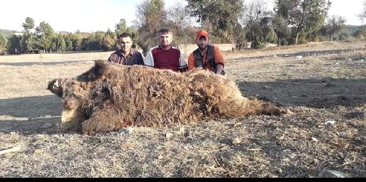 252 kiloluk yaban domuzunu avladılar
