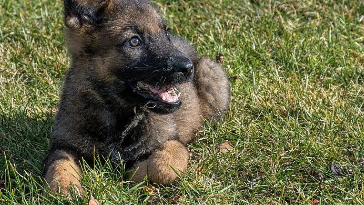 Almanya: Yavru köpeğin elini yaladığı yaşlı adam enfeksiyon sonucu hayatını kaybetti