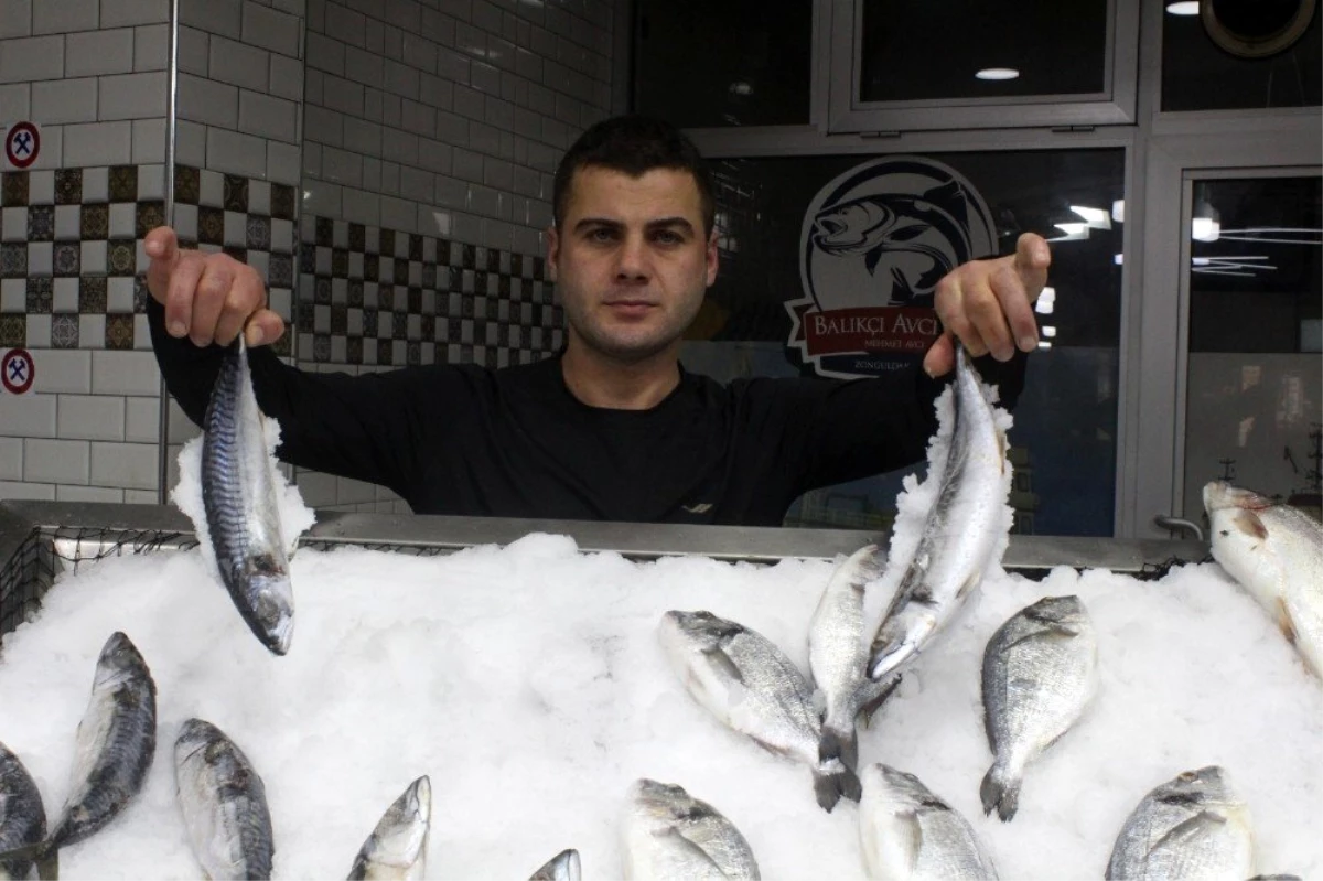 Balıkçılar Zonguldak\'ta aradığını bulamayınca Hopa\'ya yöneldi