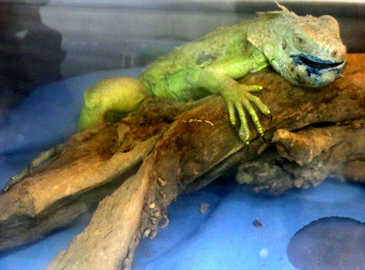 Gaziantep\'te iguanaya tümör ameliyatı yapıldı