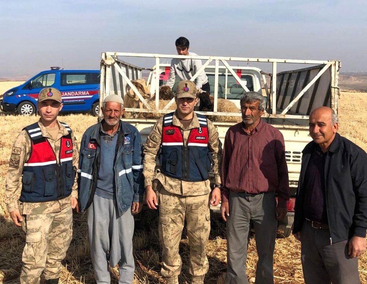 Kaybolan koyunları jandarma ekipleri buldu