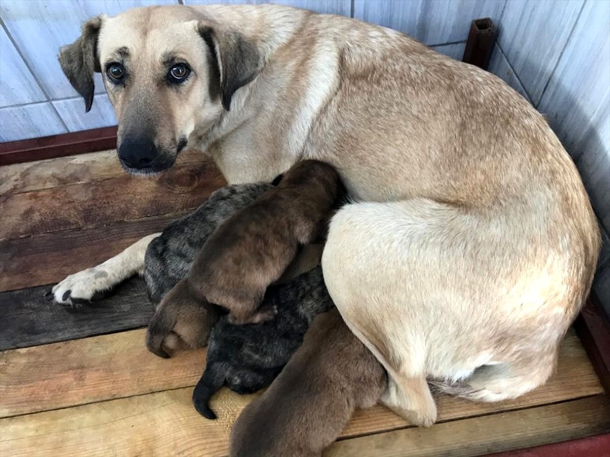Keçiören Belediyesi yeni doğum yapan sokak köpeğini korumaya aldı