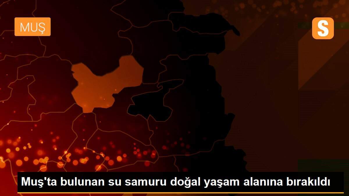 Muş\'ta bulunan su samuru doğal yaşam alanına bırakıldı