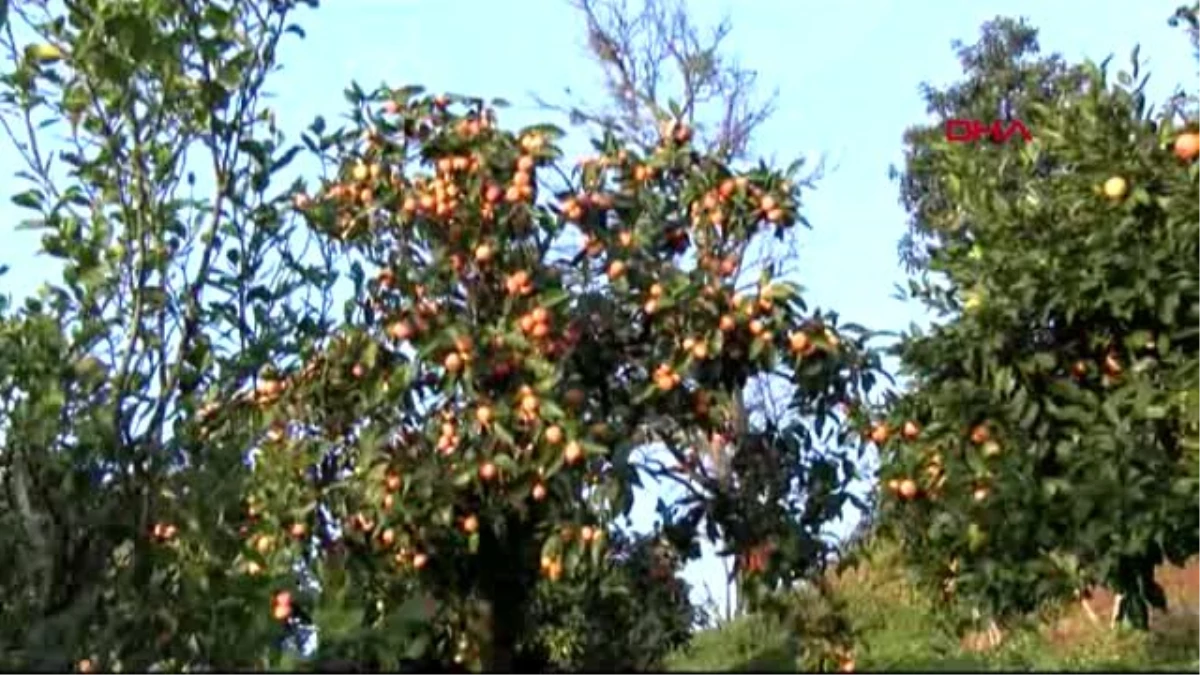 Rize\'de, satsuma cinsi mandalinada hasat zamanı