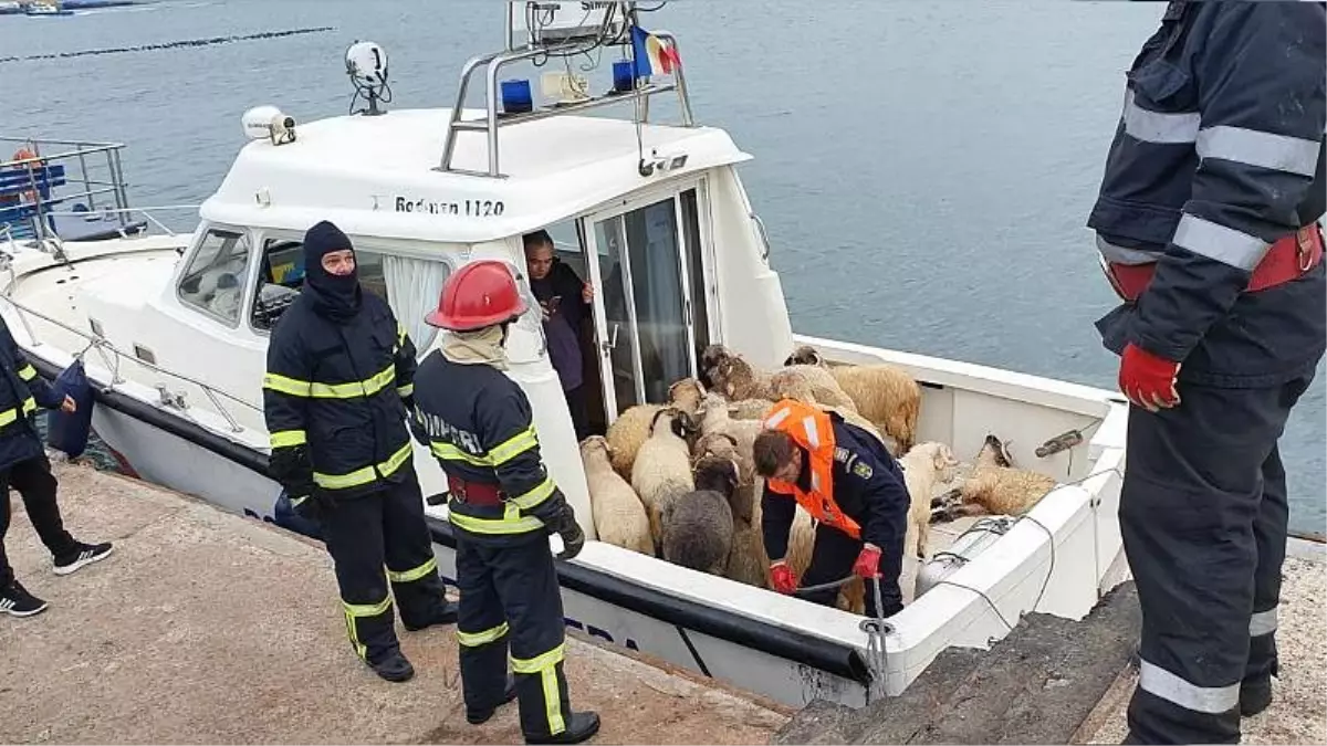 Romanya\'da kargo gemisi alabora oldu: Binlerce koyun kurtarılmayı bekliyor