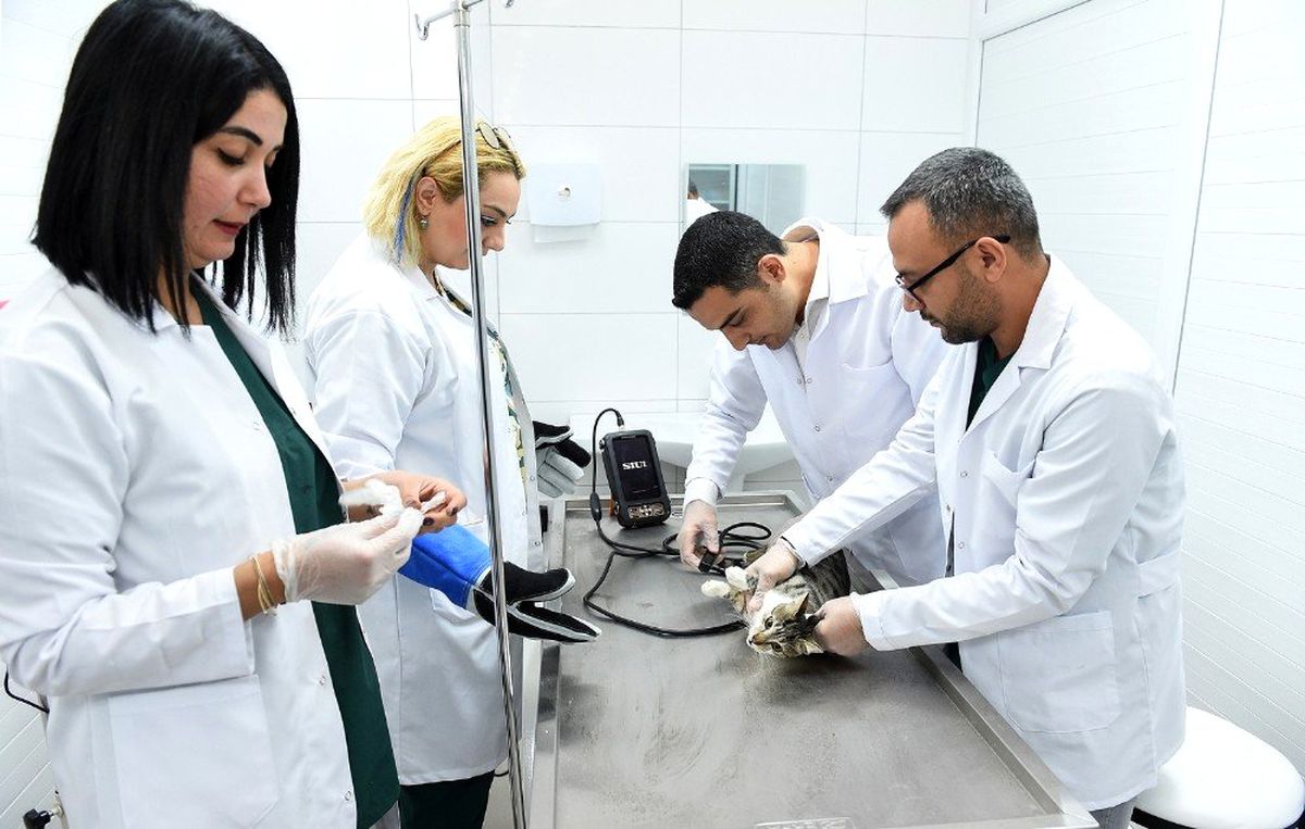 Sokak hayvanları kısırlaştırılıyor