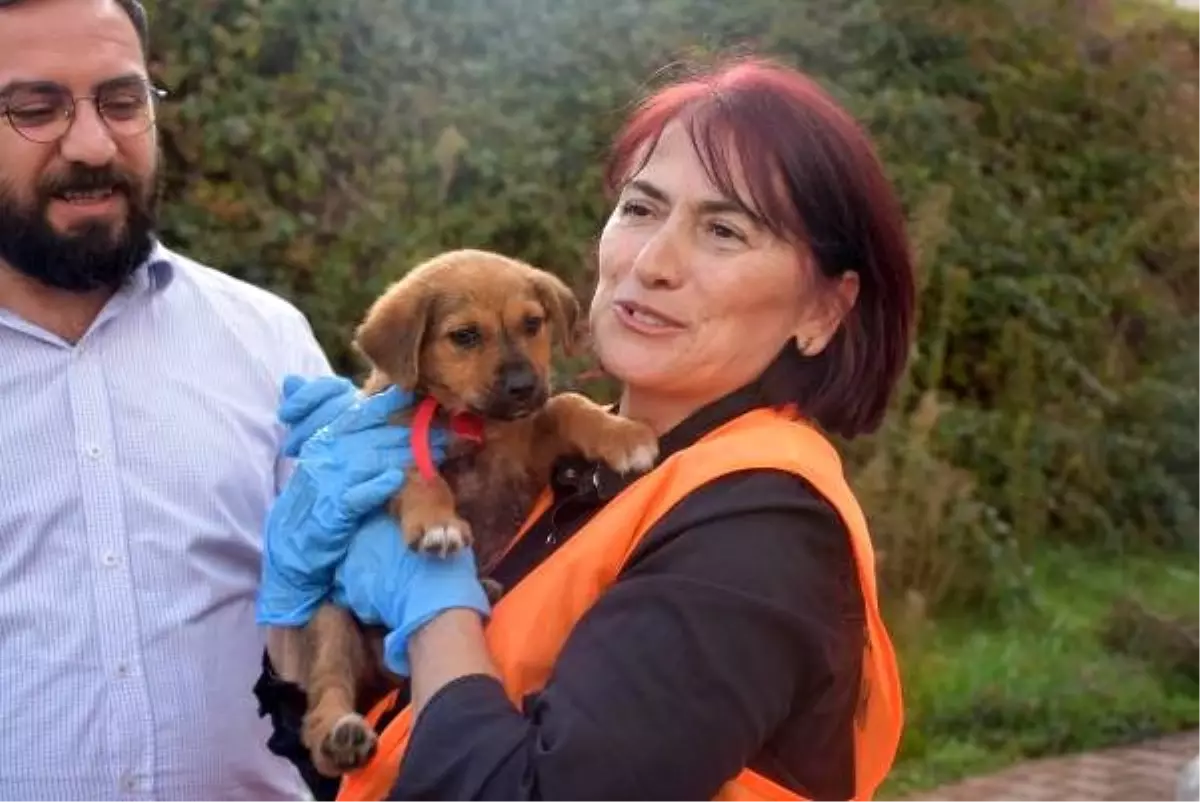 Taksicinin ezdiği yavru köpek iyileşti... O taksinin sahibinden köpeğe ziyaret