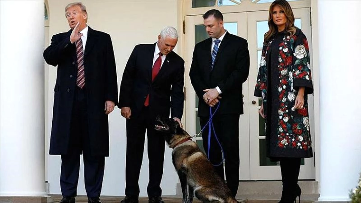 Trump\'tan Bağdadi operasyonunda görevli köpeğe madalya: "Conan, şu anda dünyanın en ünlü köpeği"