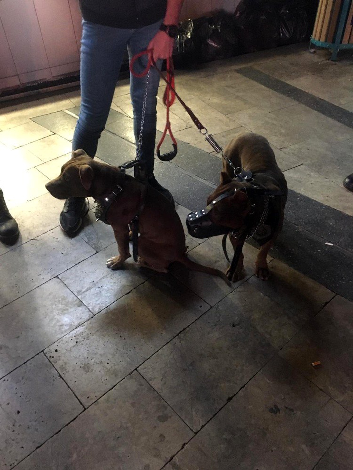 Yasaklı köpeklere el konulup sahiplerine 15 bin 604 lira ceza kesildi