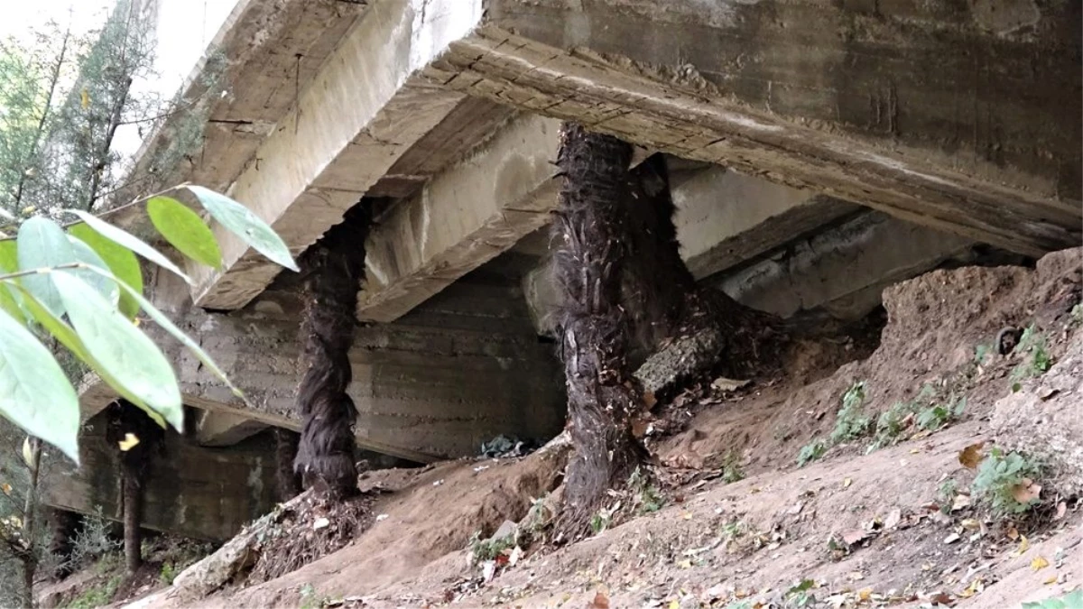 Ağaçlar zarar görmesin diye beton köprüyü deldiler