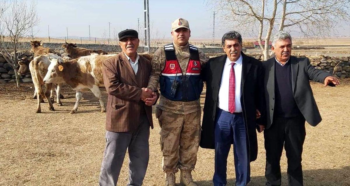 Ardahan\'da çalınan büyükbaş hayvanlar Kars\'ta bulundu