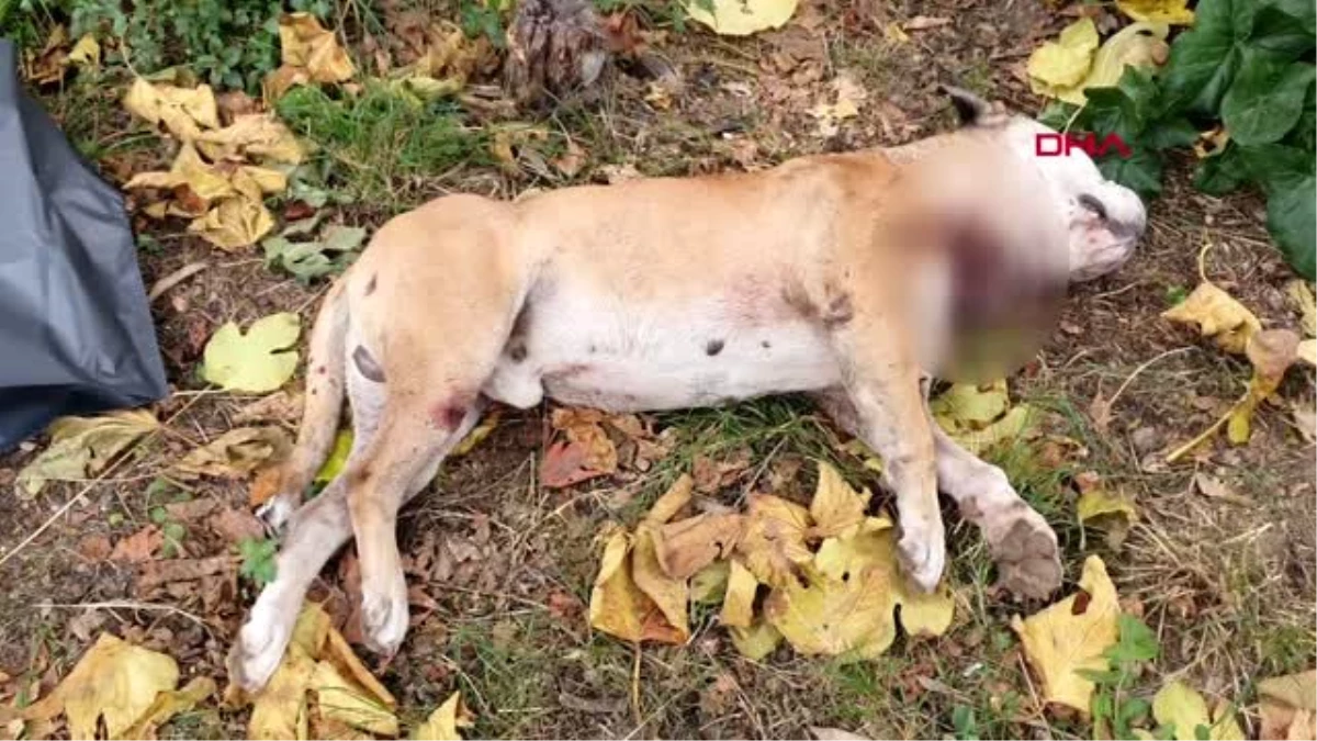 Lisede köpek katliamı! Korkunç manzaranın tanığı öğrenciler oldu